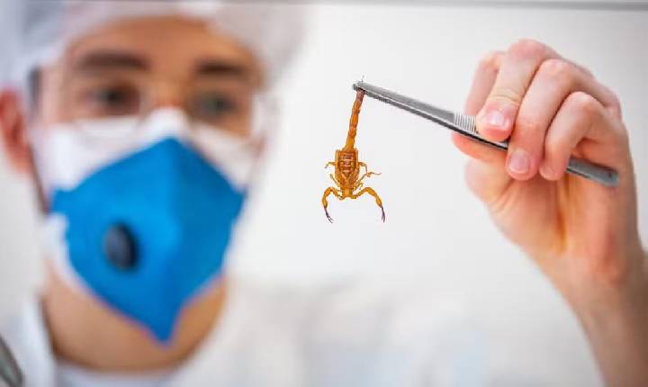 Acidentes com animais peçonhentos passam de 500 casos no Vale do Paraíba e Litoral Norte em 2026