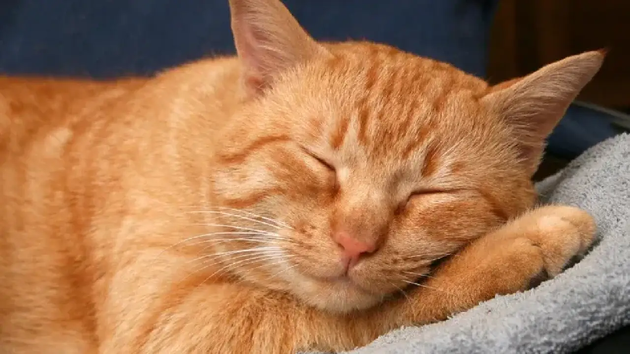 Cães e gatos também sofrem com o frio: veja cuidados