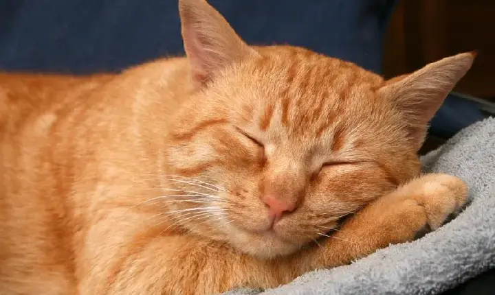 Cães e gatos também sofrem com o frio: veja cuidados