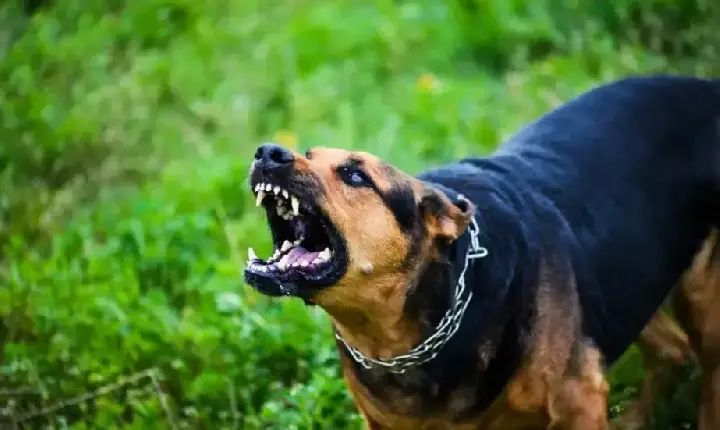 Câmara de São José aprova multa de até oito salários mínimos em casos envolvendo cães agressivos