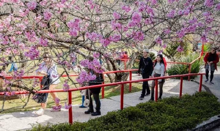 Campos do Jordão se prepara para a 55ª Festa da Cerejeira em Flor