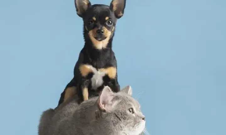 Como cuidar dos pets em períodos de tempo seco