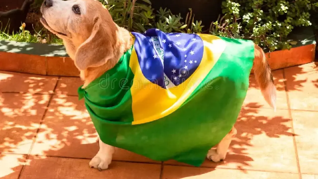 Copa do Mundo exige cuidados para proteger cães e gatos do estresse durante as comemorações