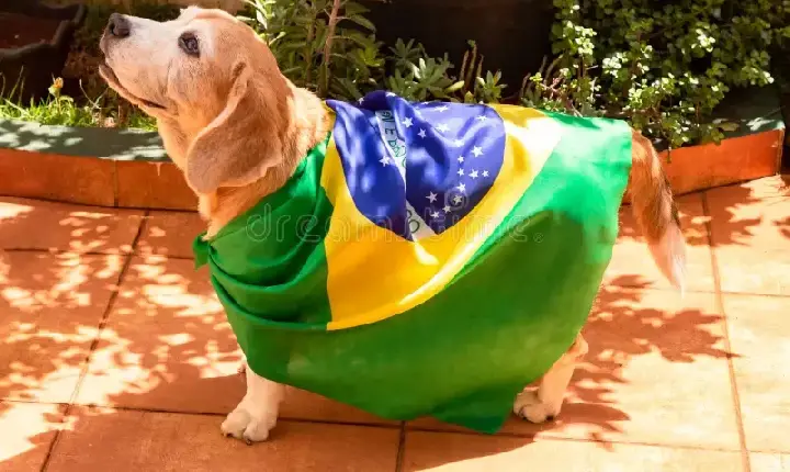 Copa do Mundo exige cuidados para proteger cães e gatos do estresse durante as comemorações