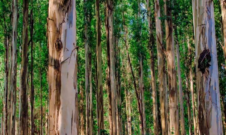 Crescimento da produção leva eucalipto ao grupo dos produtos mais valiosos do campo paulista