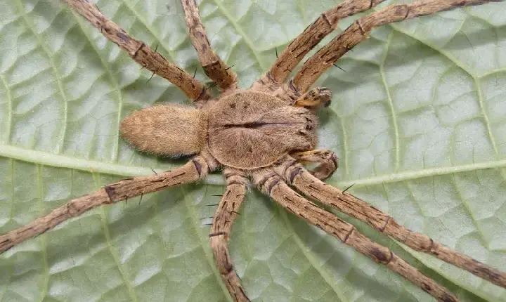 Enchentes aumentam risco de acidentes com escorpiões, aranhas e serpentes