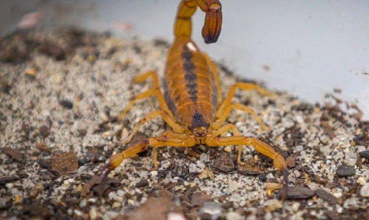 Escorpiões causaram 65% dos acidentes com animais peçonhentos em 2025; veja perfil das vítimas e locais dos acidentes