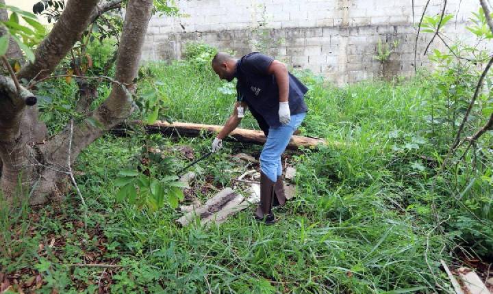 Escorpiões: veja onde haverá buscas e como evitar acidentes em Jacareí