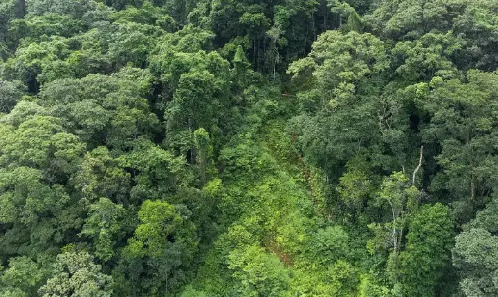 Fundação Florestal de SP encerra inscrições de concurso público para 68 vagas neste domingo (19)