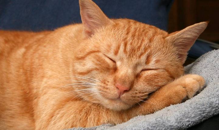 Fungo transmitido pelo arranhão do gato doméstico está presente em animais selvagens, mostra estudo