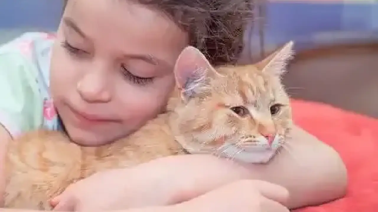 Gatos podem ser tão companheiros quanto cães, afirma pesquisa