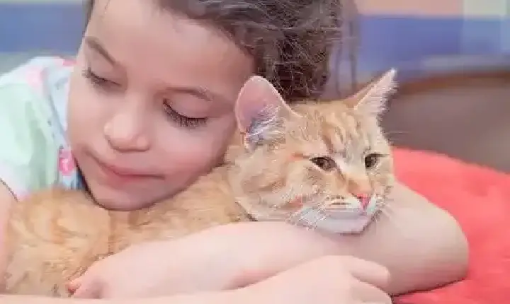 Gatos podem ser tão companheiros quanto cães, afirma pesquisa