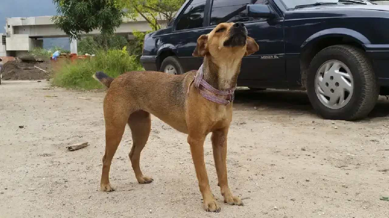 Governo de SP endurece punições para maus-tratos a animais e multas podem chegar a R$ 50 mil