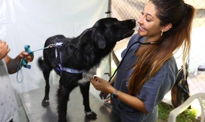 Inscrições para castração de pets começa nesta terça-feira (7) em SJCampos