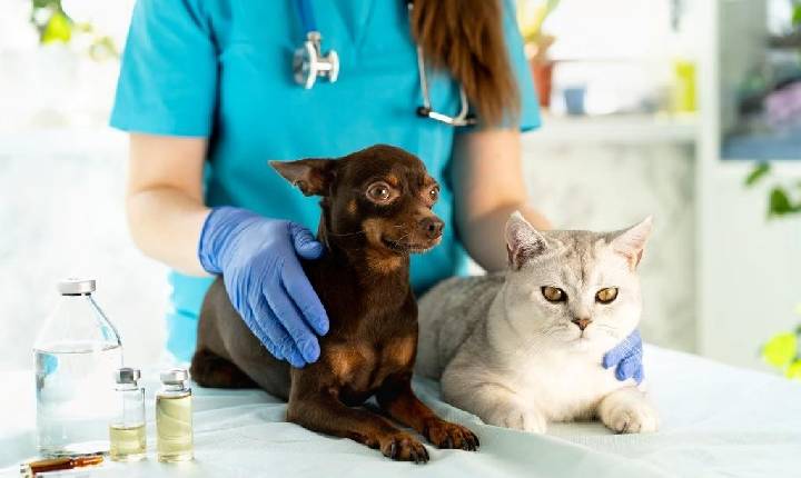 Jacareí: vacinação antirrábica para cães e gatos será realizada nesta terça-feira (29)