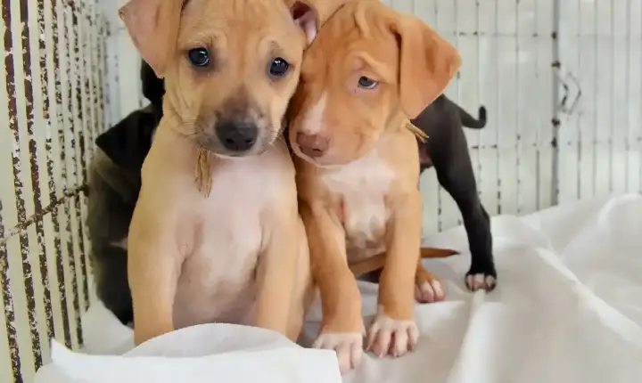 Mutirão de castração tem 70 vagas para cães e gatos machos em Jacareí
