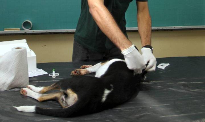 Parceria: Jacareí passa a oferecer microchipagem para cães e gatos