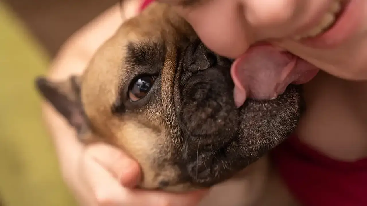 Pets fazem tão bem à saúde quanto amigos e família, aponta estudo
