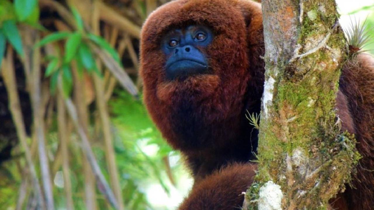 Primatas ameaçados de extinção serão reintroduzidos na Serra da Mantiqueira