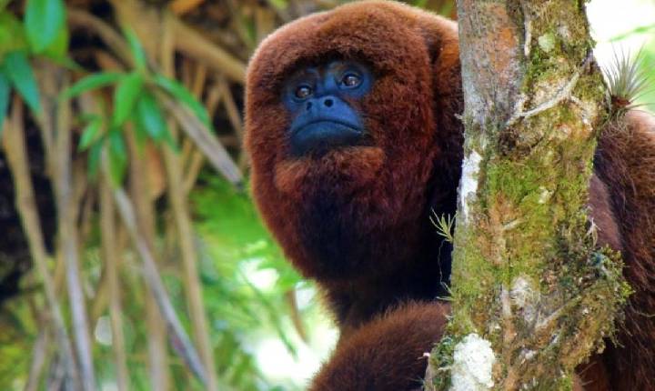 Primatas ameaçados de extinção serão reintroduzidos na Serra da Mantiqueira