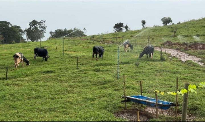 Refloresta SP transforma propriedades no Vale do Paraíba