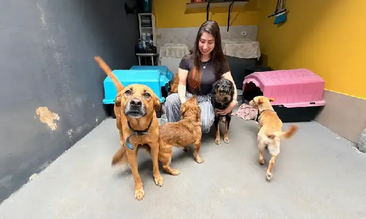 São José abre mil vagas para castração gratuita de cães e gatos; inscrições começam nesta terça-feira (9)