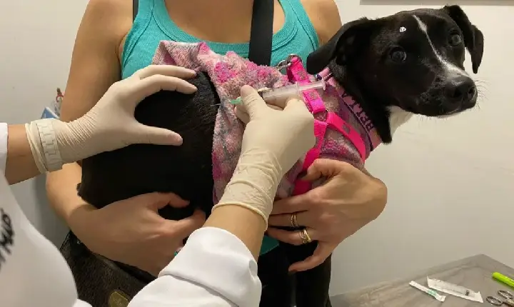 São José dos Campos terá vacinação e microchipagem gratuitas para cães e gatos