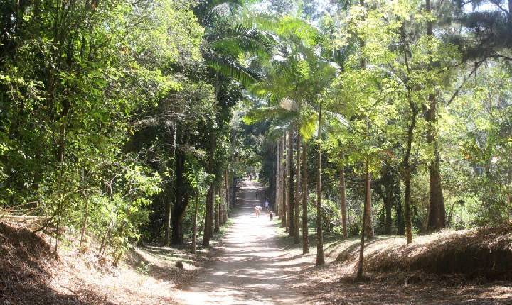 Viver o Viveiro tem programação com oficinas para crianças, trilhas e doação de mudas neste domingo (19), em Jacareí