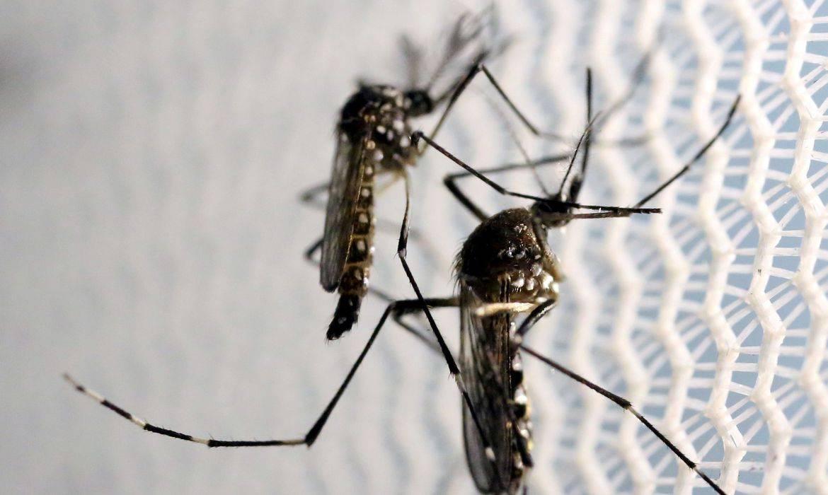 São José registra 15 mortes por dengue em um dia