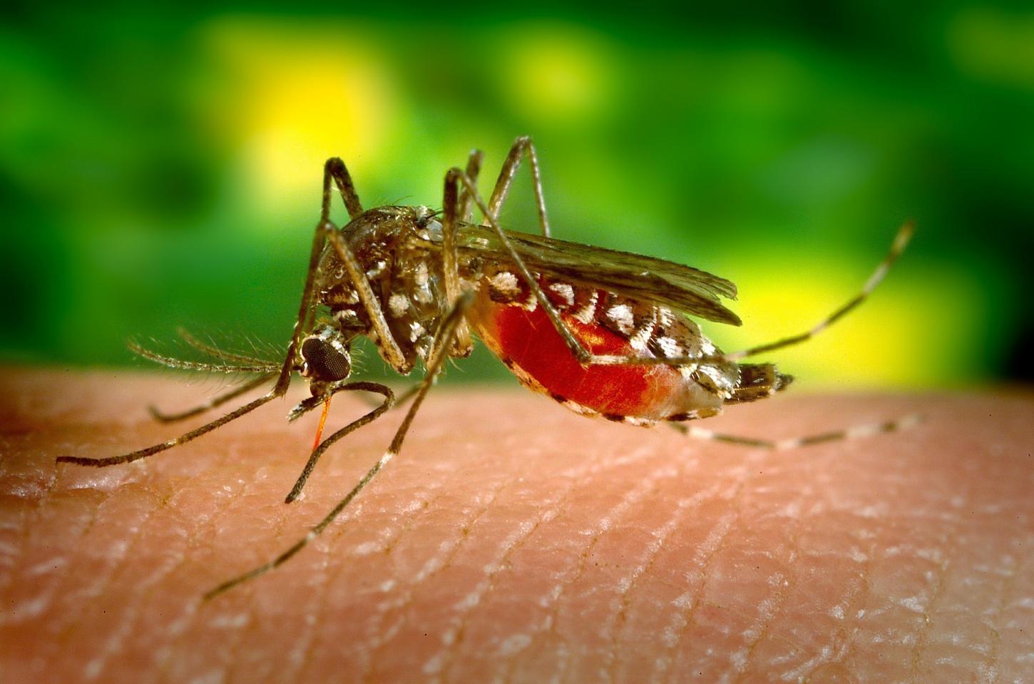 Você está com dengue? Conheça sintomas e gravidades de cada um dos 4 tipos da doença