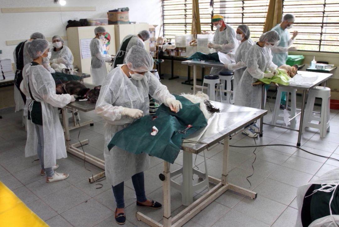 Câmara rejeita proposta para política de castração de cães e gatos em Jacareí