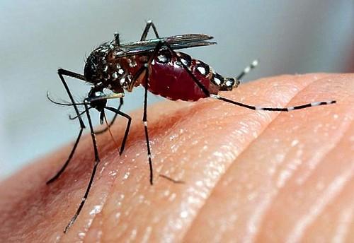 Dengue: Vale fecha a semana com 158 mortes confirmadas