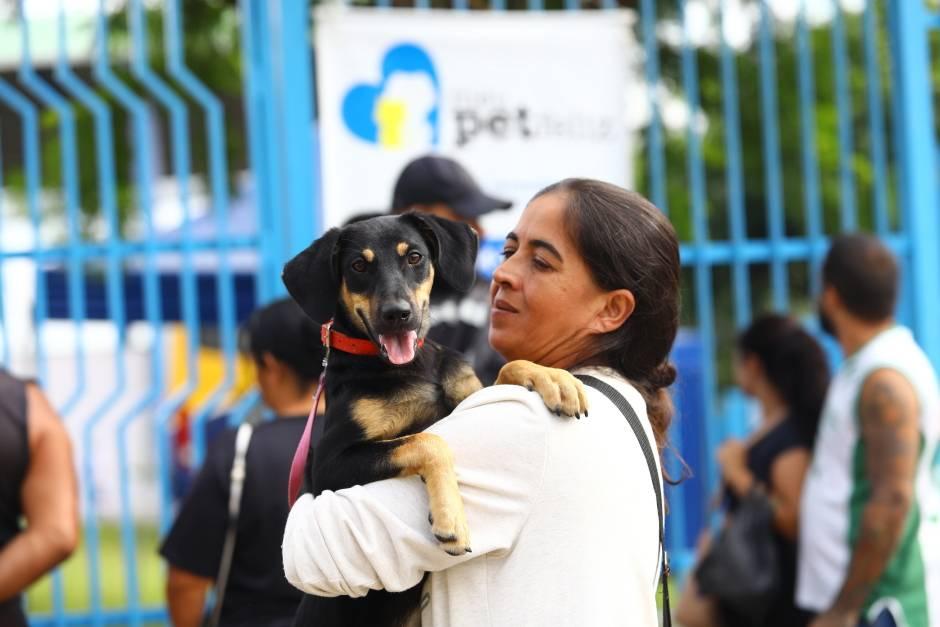 Prefeitura amplia microchipagem em cães e gatos em SJCampos