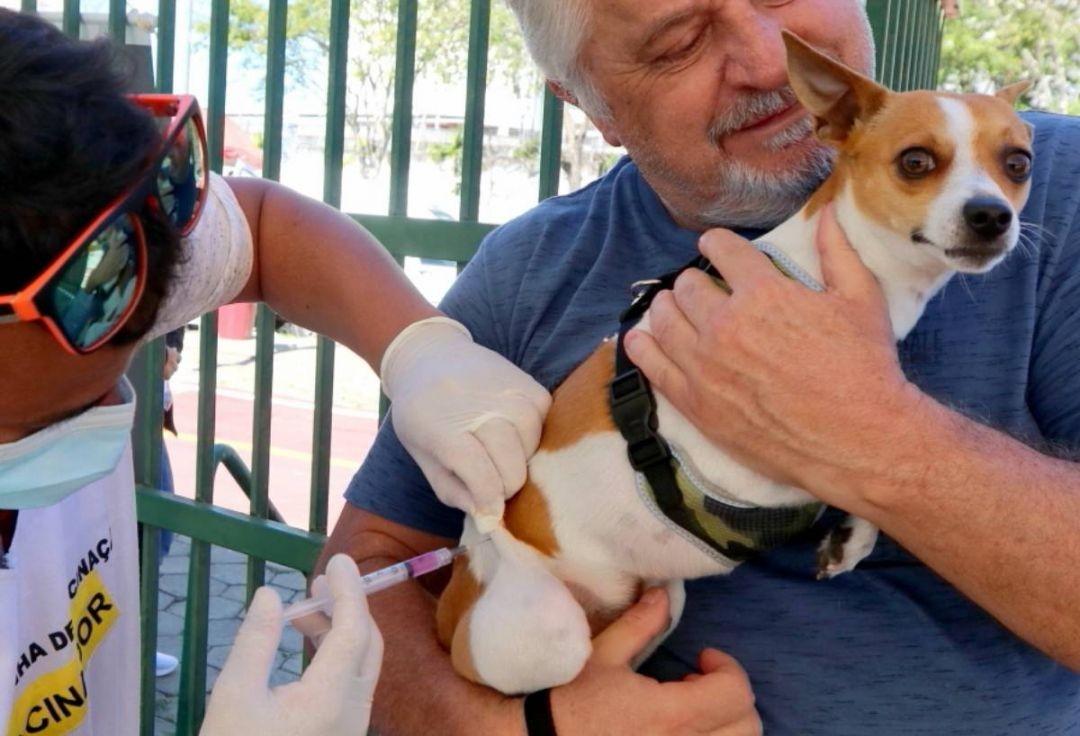 Zoonoses divulga calendário de vacinação antirrábica em Jacareí