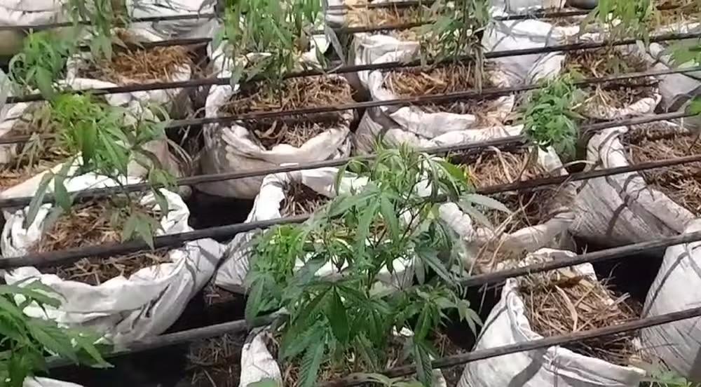 Polícia descobre fazenda com 28 mil pés de maconha em Jacareí (SP); três são presos e um morre baleado