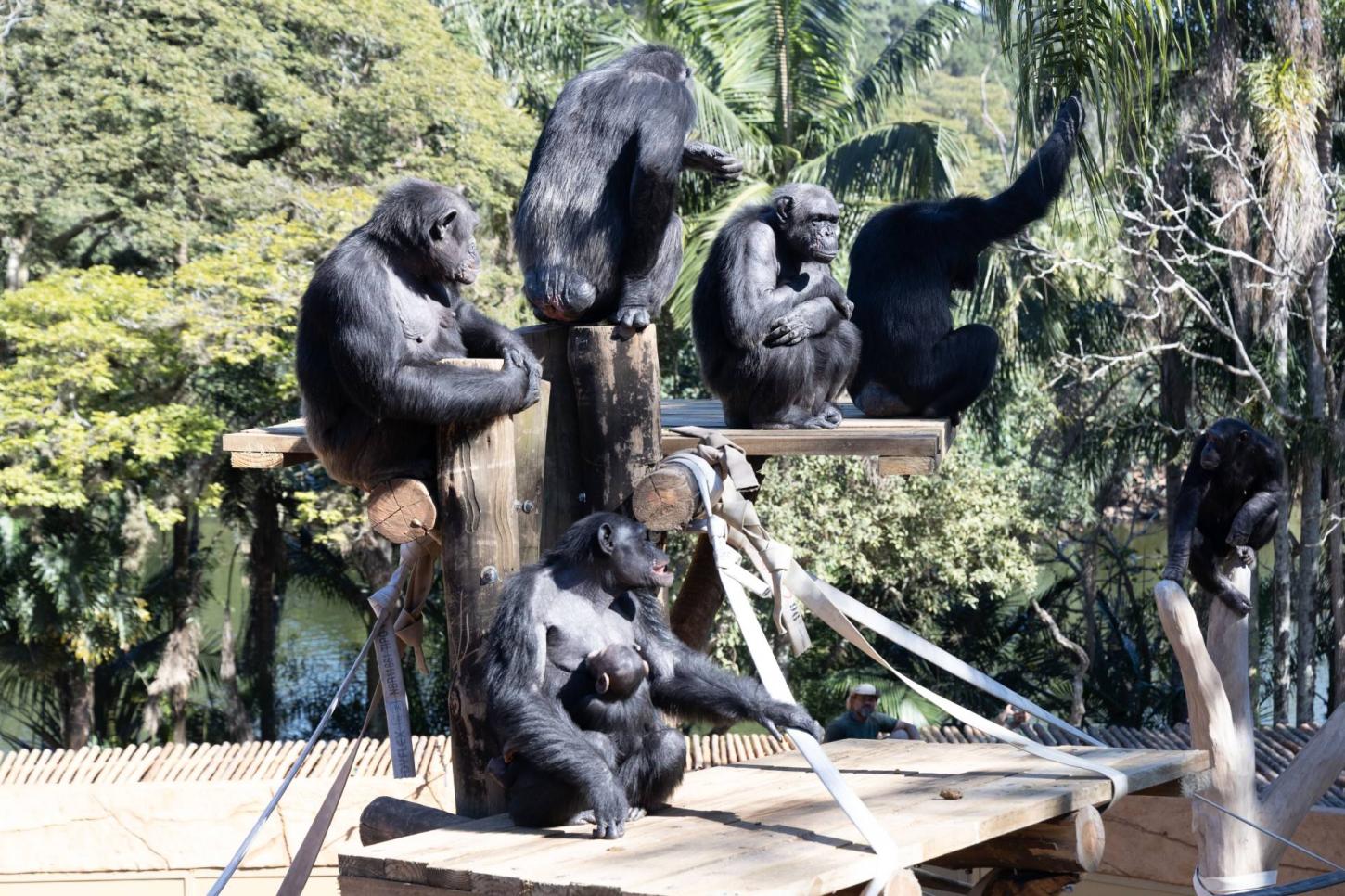 Zoológico de SP tem meia entrada durante a semana