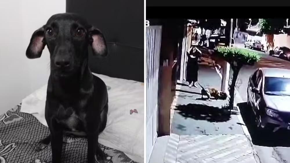 Cadela vira-lata é brutalmente atacada por pitbull durante passeio em Jacareí, SP