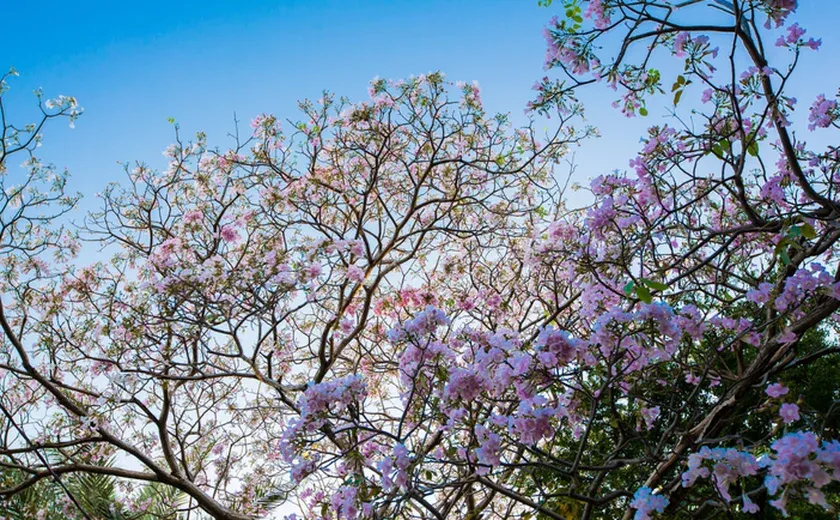 Primavera começa neste domingo