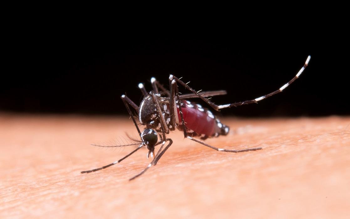São José dos Campos lidera mortes por dengue no Vale do Paraíba em 2024