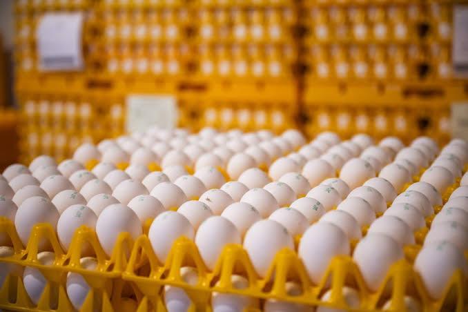 Preço dos ovos atinge maior valor em 22 meses no Brasil