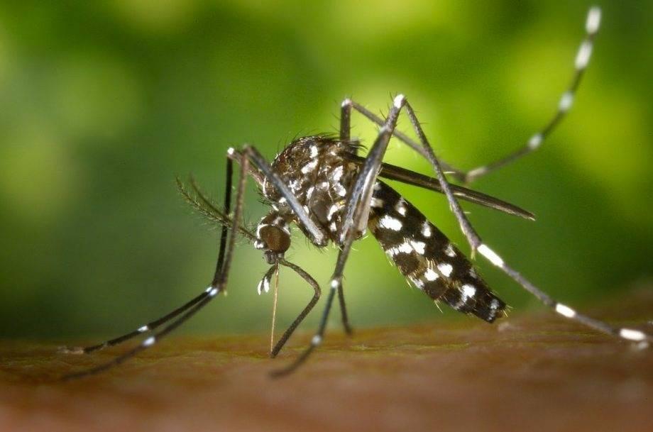 Caçapava confirma primeira morte por dengue