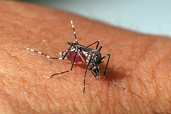 Casos de dengue aumentam em Caraguatatuba e população deve redobrar os cuidados