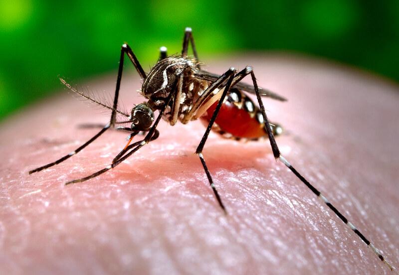 São Sebastião decreta estado de emergência por causa de epidemia de dengue
