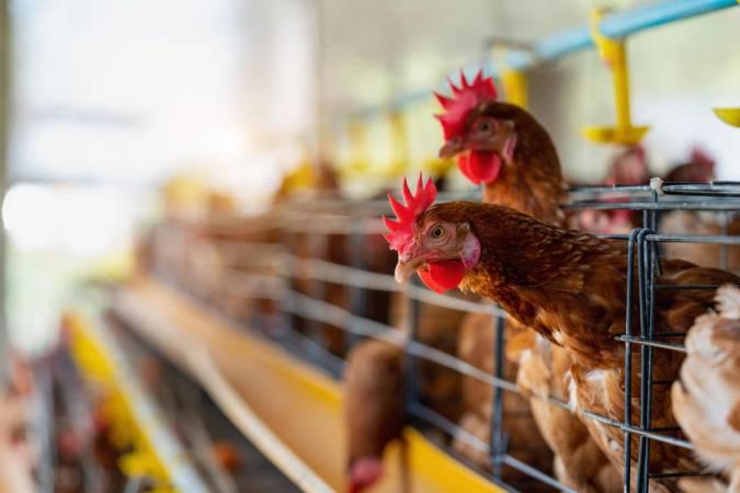 China suspende compra de frango brasileiro após caso de gripe aviária