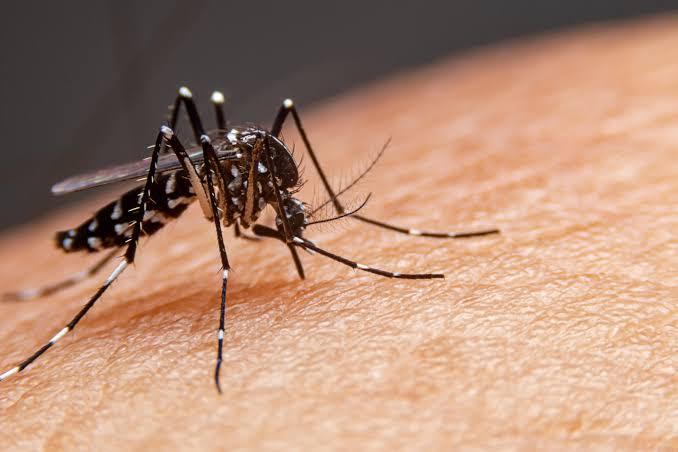 São José confirma 3ª morte por dengue em 2025; Vale chega a 13