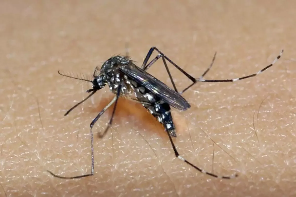 Jacareí confirma 6ª morte por dengue; Ilhabela tem 1º óbito
