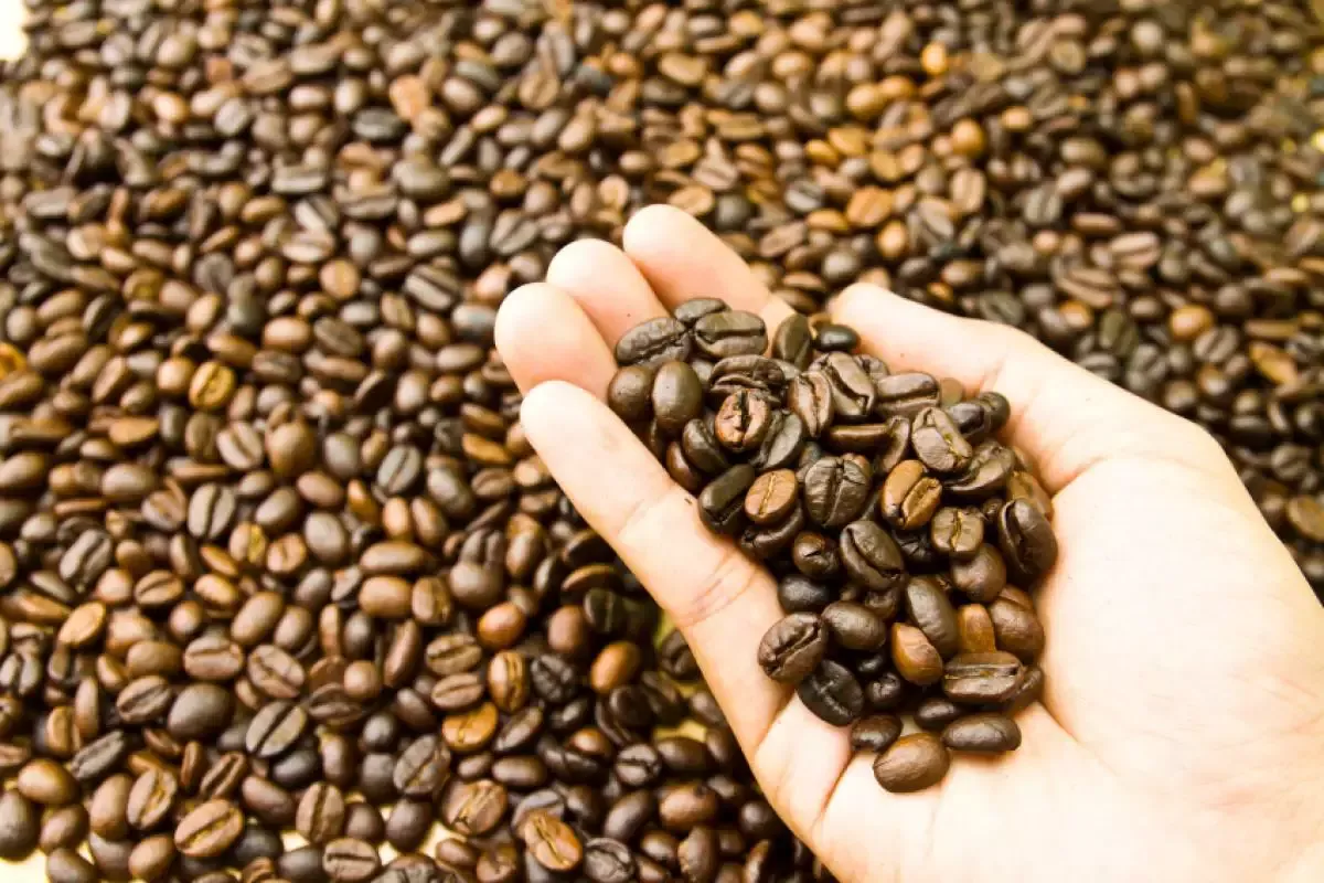 Preço do café cai pela primeira vez depois de 18 meses, diz IBGE