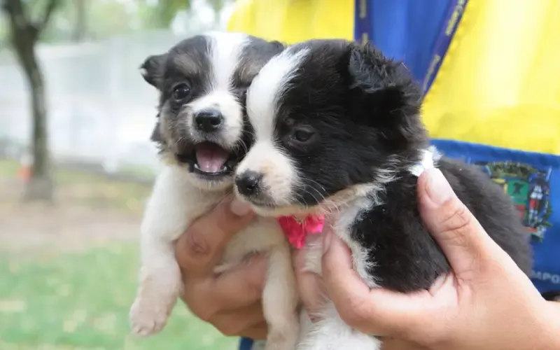Feira de adoção de pets oferece vacinação e microchipagem gratuita em São José