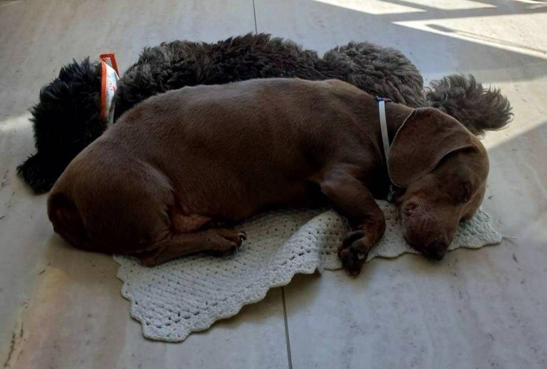 Vereadores de Jacareí votam projeto que proíbe animal trancado em sacada ou varanda
