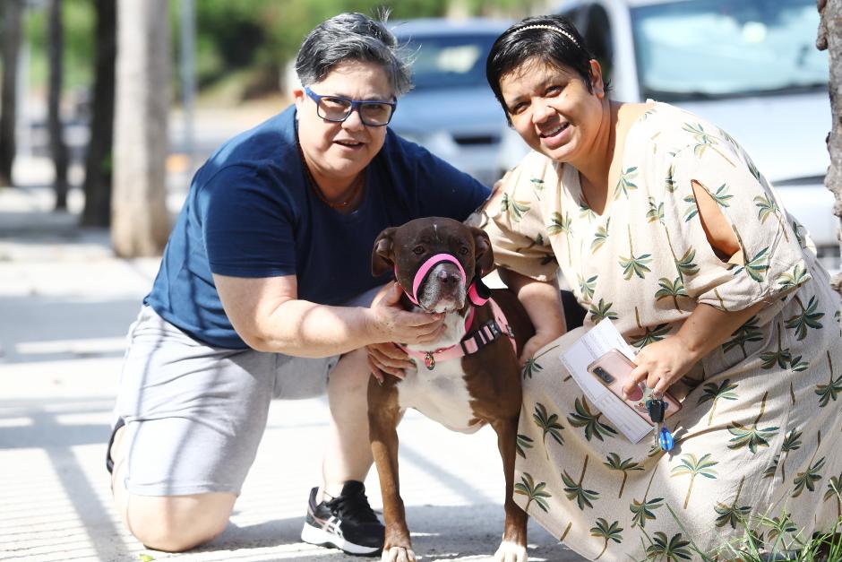 Primeira feira de adoção de cães e gatos deste ano será no dia 31 em São José
